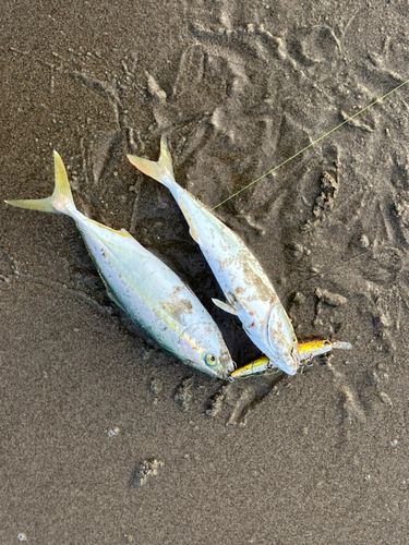 ワカシの釣果