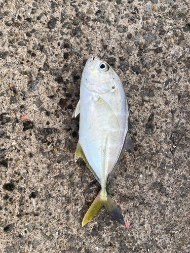 メッキの釣果