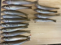 キスの釣果