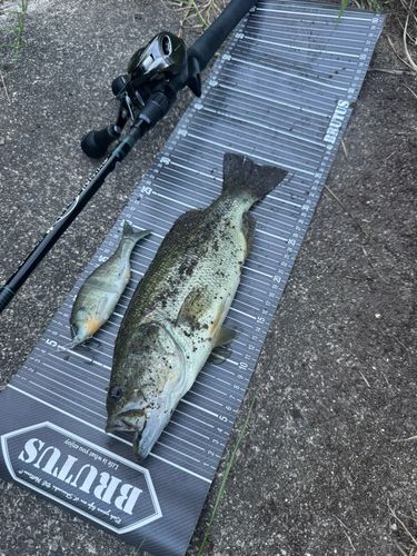 ブラックバスの釣果