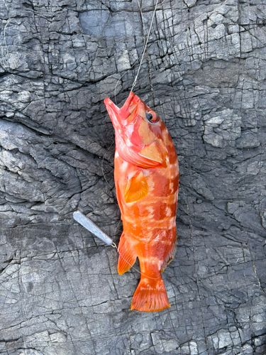 アカハタの釣果