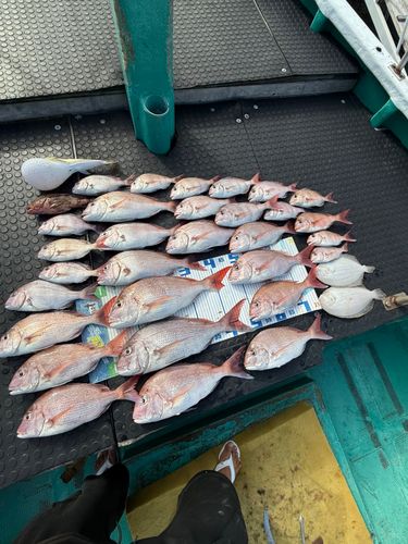 タイの釣果