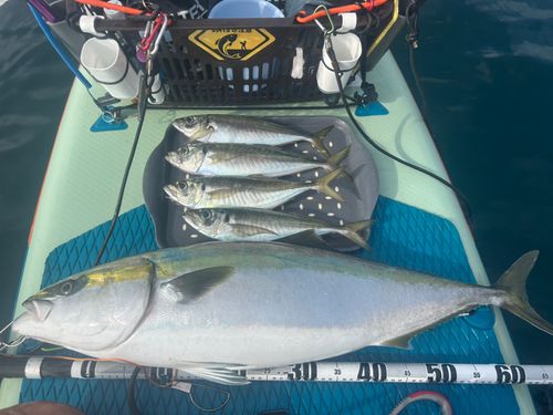 ブリの釣果