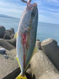 ワカシの釣果