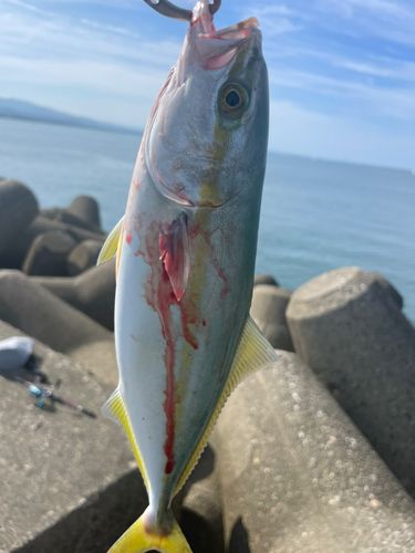 ワカシの釣果