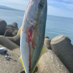 ワカシ