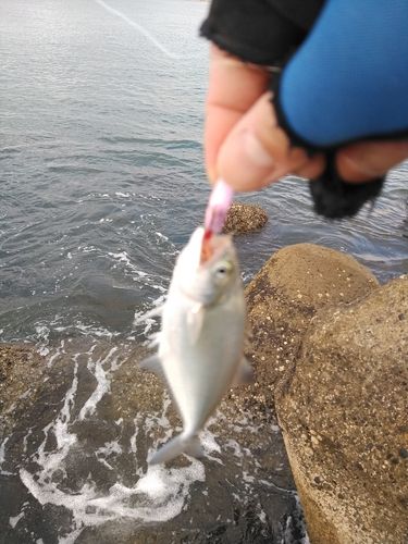 ウルメイワシの釣果