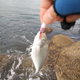 ウルメイワシ