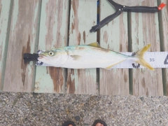 ワカシの釣果