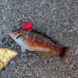 ホシササノハベラ