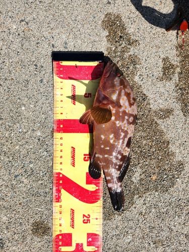 キジハタの釣果