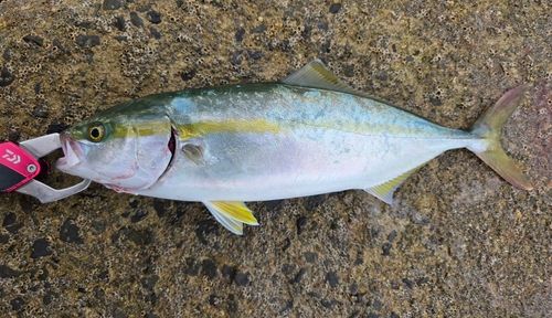 ヤズの釣果