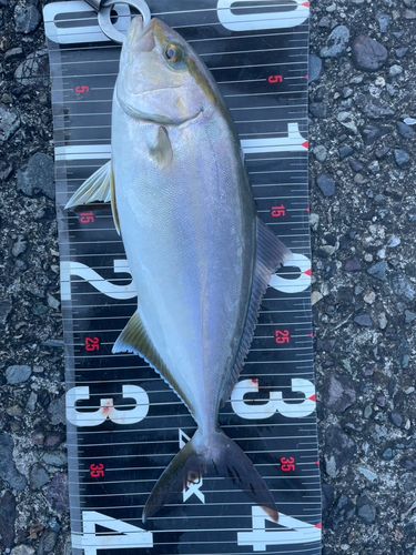 シオの釣果