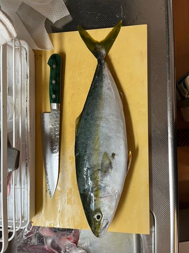 イナダの釣果