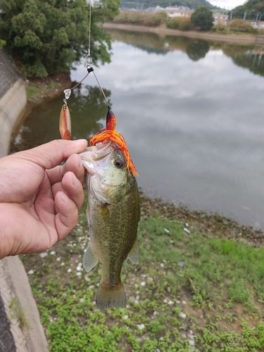 ブラックバスの釣果