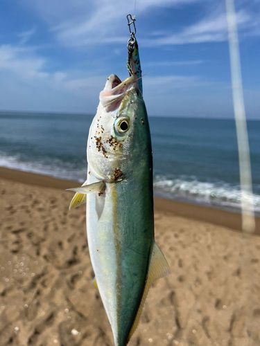 コゾクラの釣果