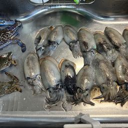 シリヤケイカ