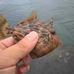 カワハギの釣果