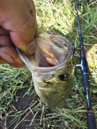 ラージマウスバスの釣果