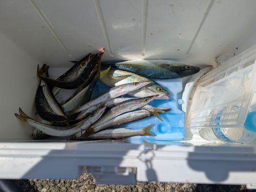 カマスの釣果