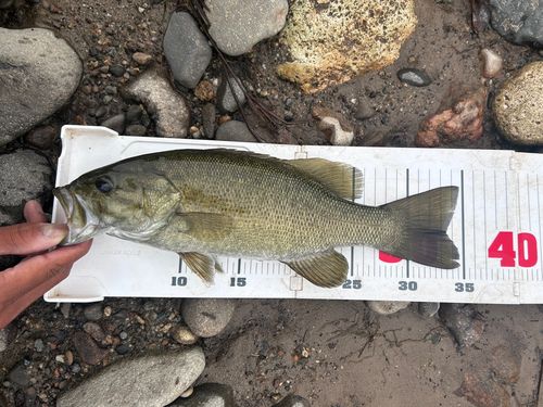スモールマウスバスの釣果