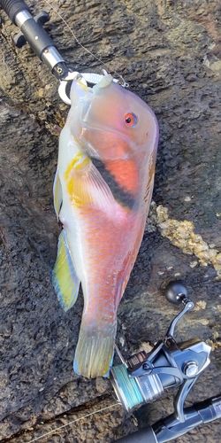イラの釣果