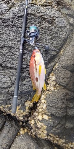 ヨコスジフエダイの釣果