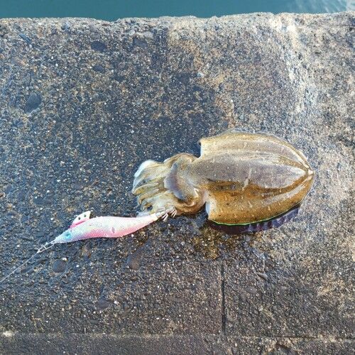 モンゴウイカの釣果