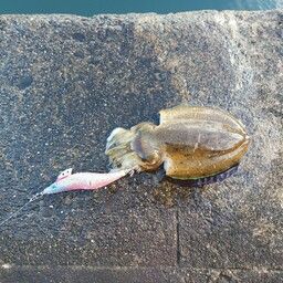 モンゴウイカ