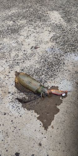 八代海