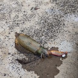 アオリイカ