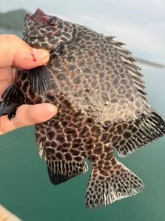 イシガキダイの釣果