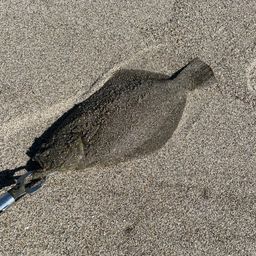 ヒラメ