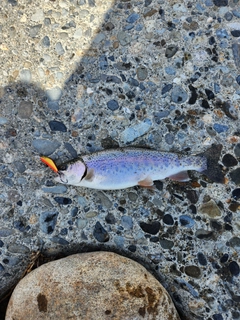 ニジマスの釣果