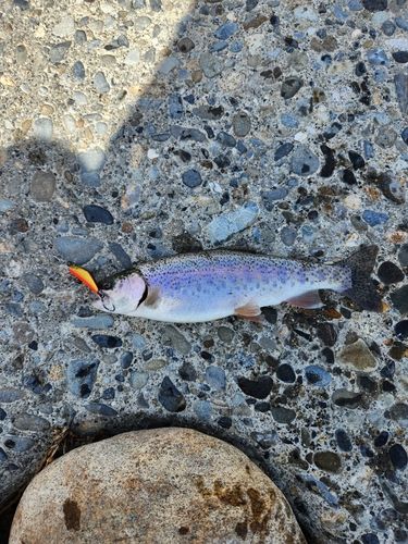 ニジマスの釣果