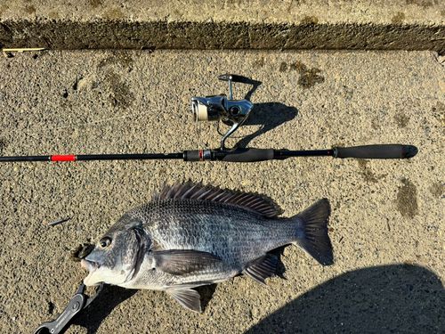 クロダイの釣果