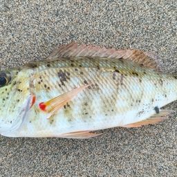 ムネアカクチビ