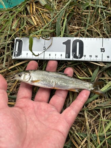 ハスの釣果