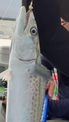 サワラの釣果