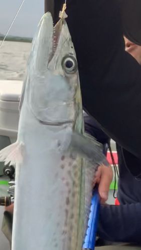 サワラの釣果