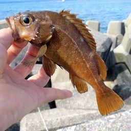 ガヤ