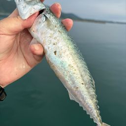 サバ