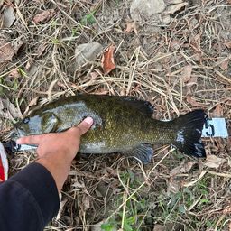 スモールマウスバス