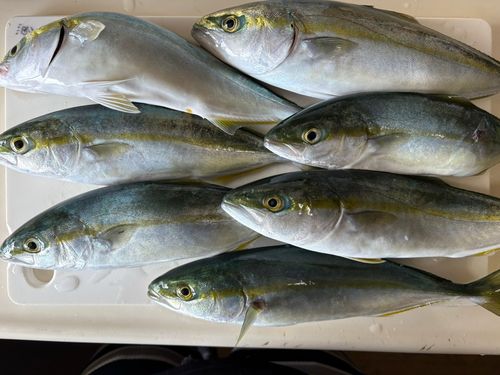 ワカシの釣果