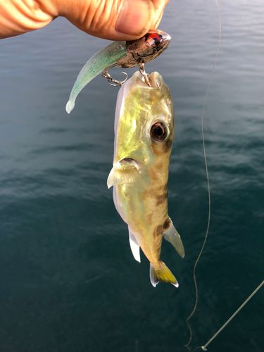 シロサバフグの釣果