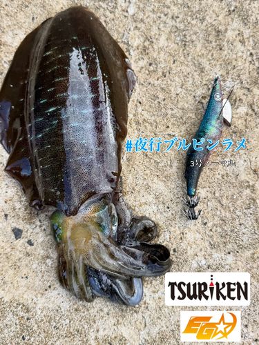 アオリイカの釣果