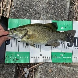 スモールマウスバス