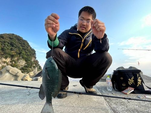 メジナの釣果