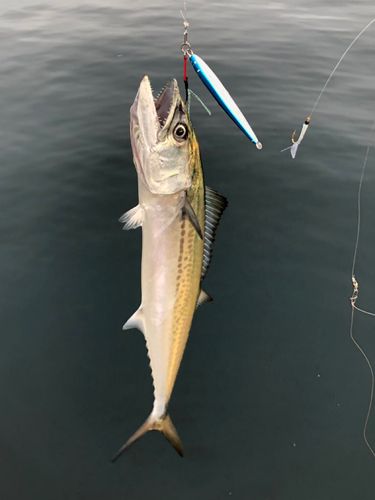 サゴシの釣果