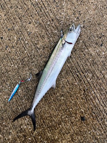 サゴシの釣果